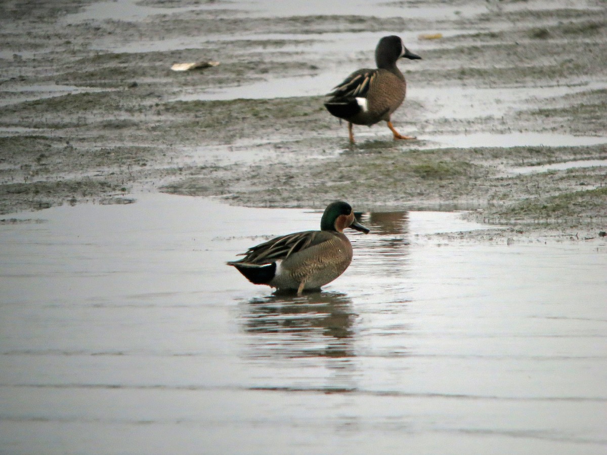Blue-winged x Green-winged Teal (hybrid) - ML220893811