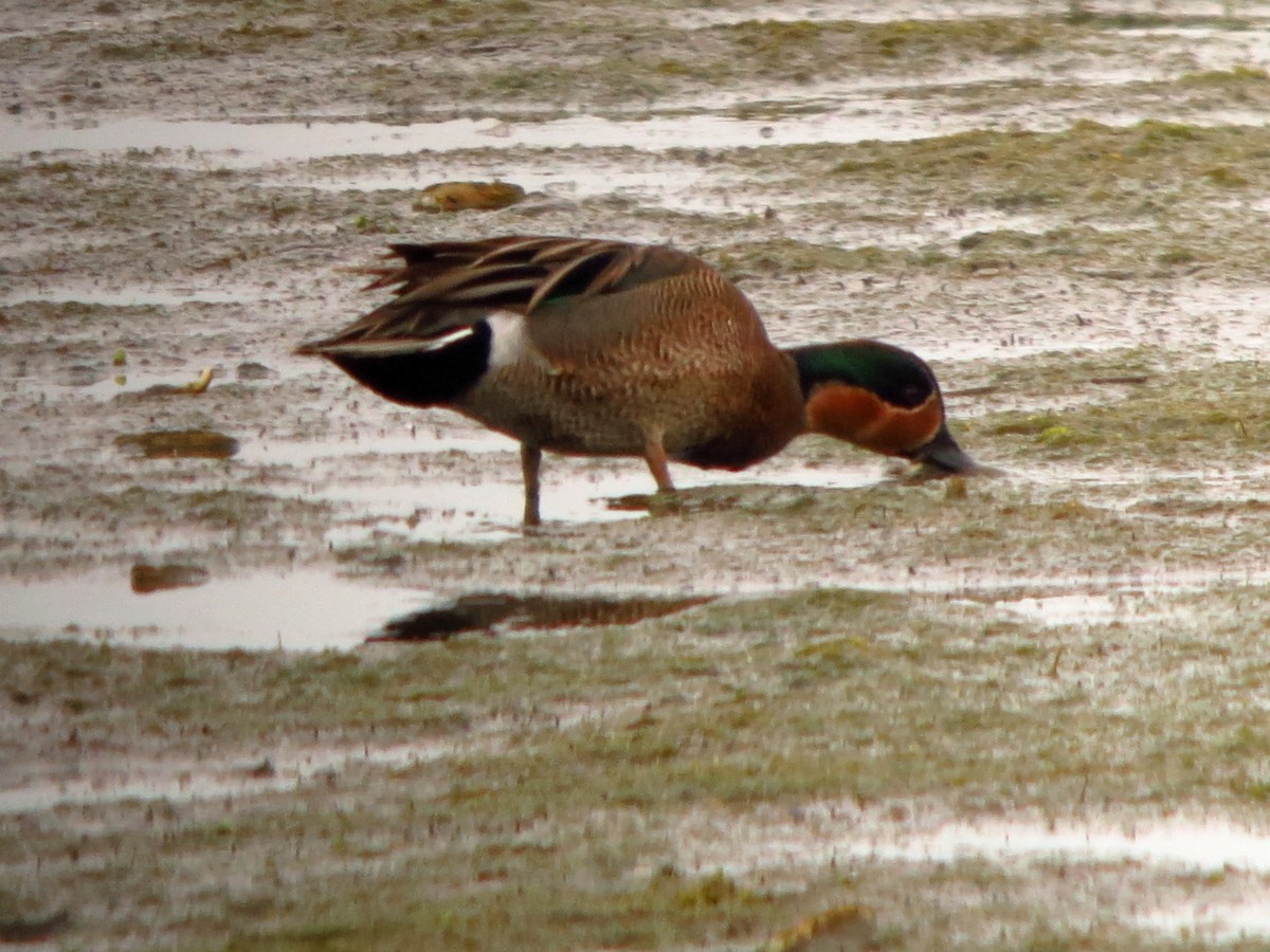 Blue-winged x Green-winged Teal (hybrid) - ML220894401