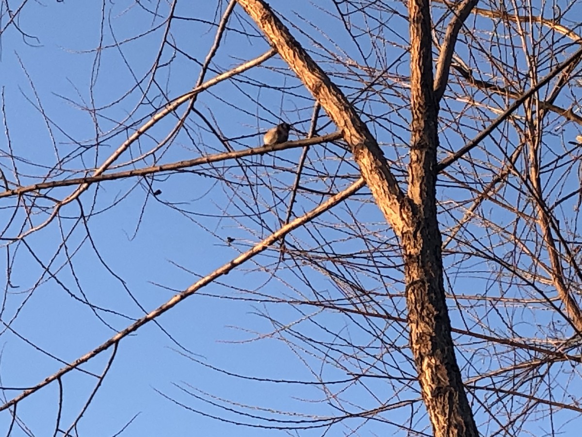 European Goldfinch - ML220894881