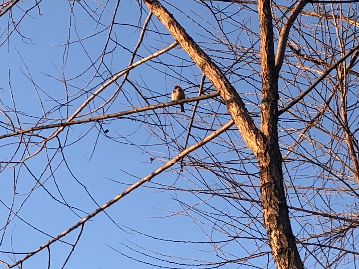 European Goldfinch - ML220894901