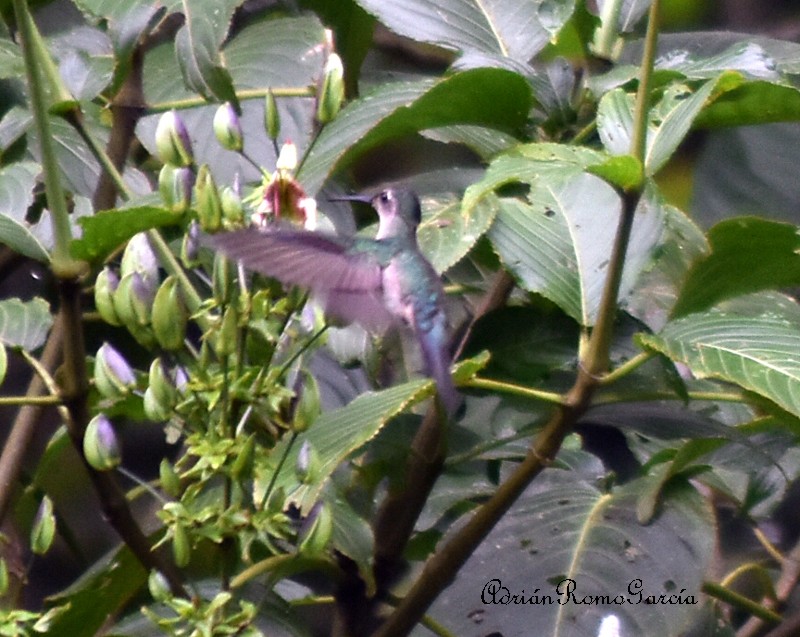 Wedge-tailed Sabrewing (Long-tailed) - Adrian Romo Garcia