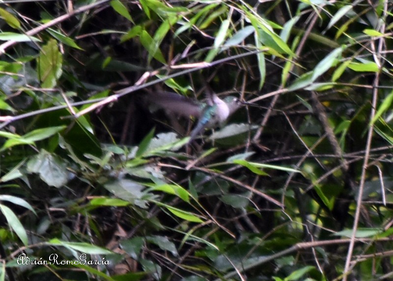 Wedge-tailed Sabrewing (Long-tailed) - Adrian Romo Garcia