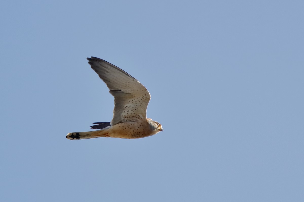 Lesser Kestrel - ML220895451