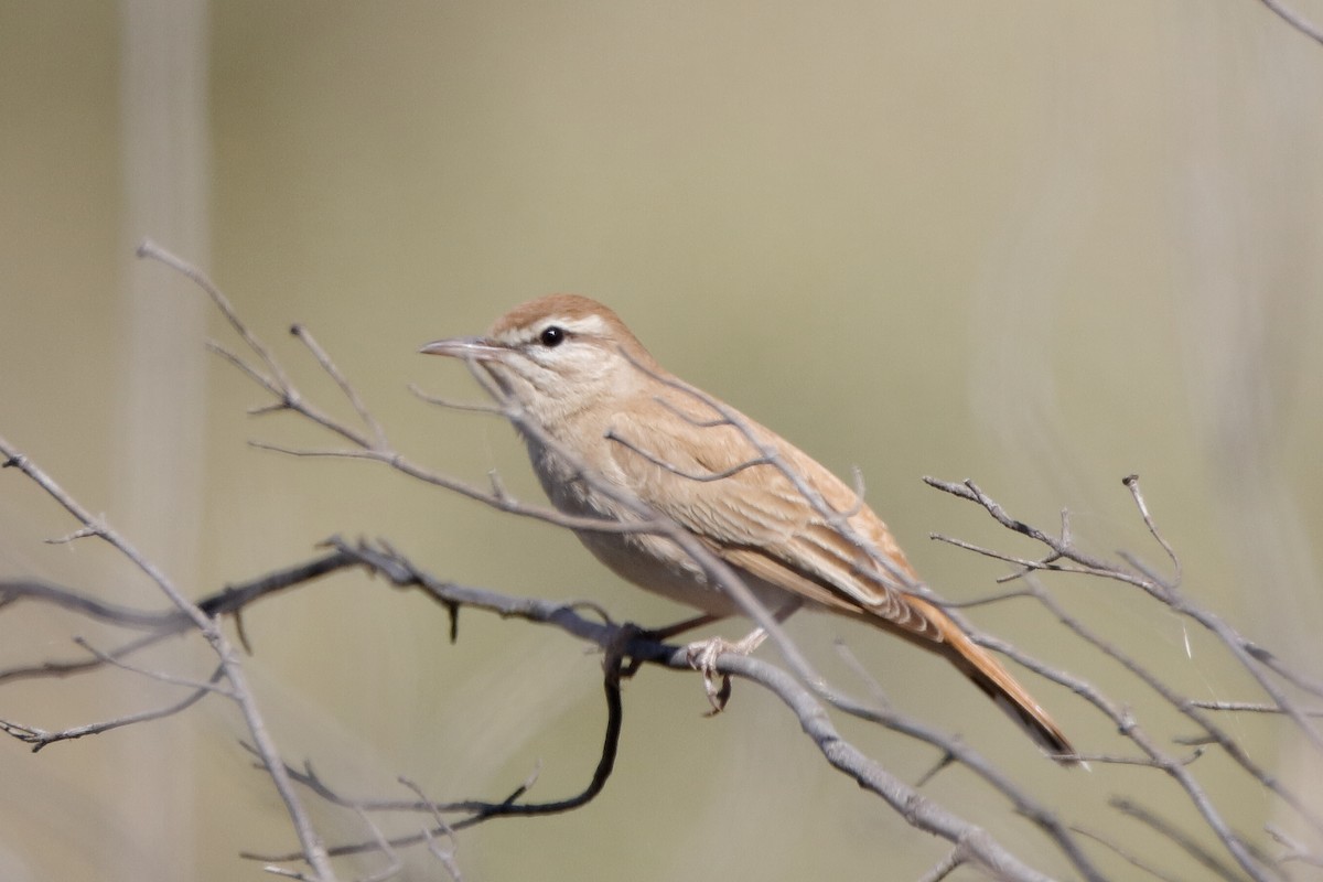 Rufous-tailed Scrub-Robin - Holger Teichmann