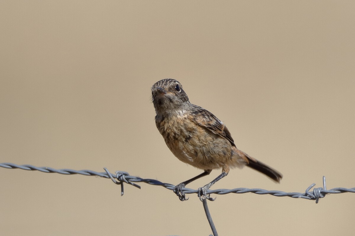 European Stonechat - ML220895511