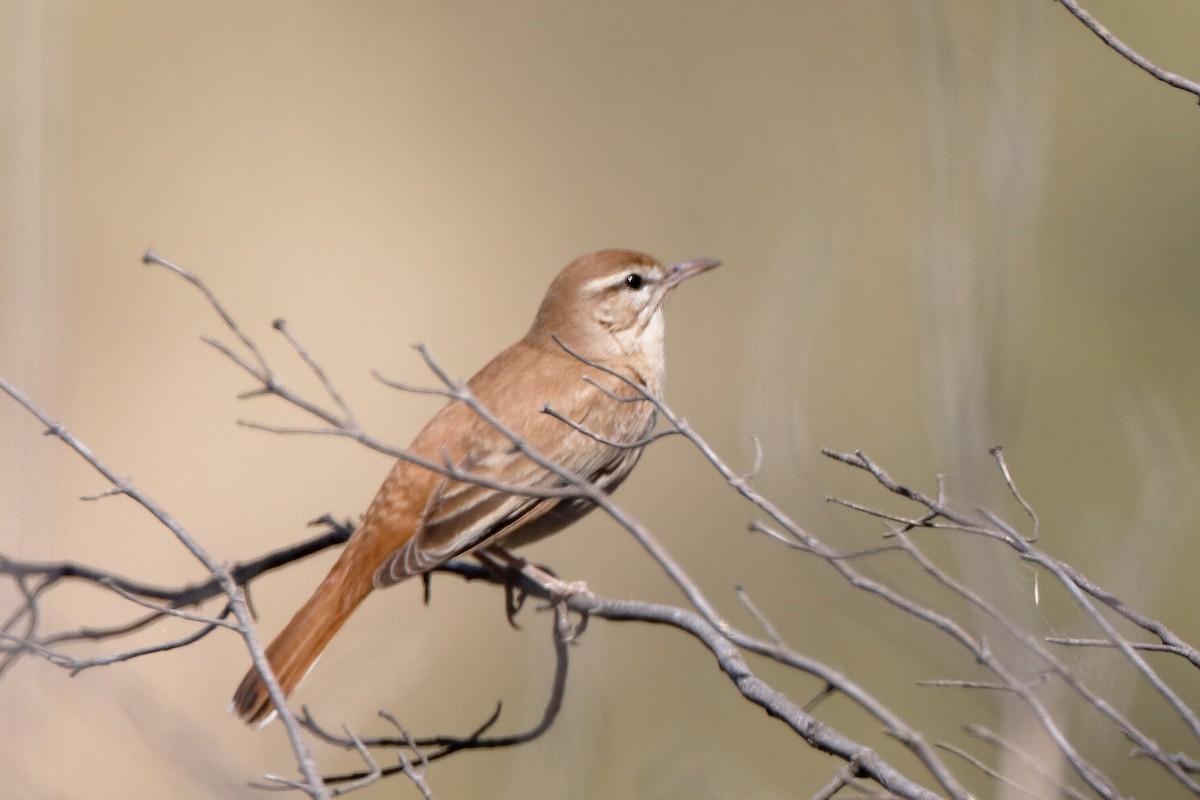 Rufous-tailed Scrub-Robin - Holger Teichmann