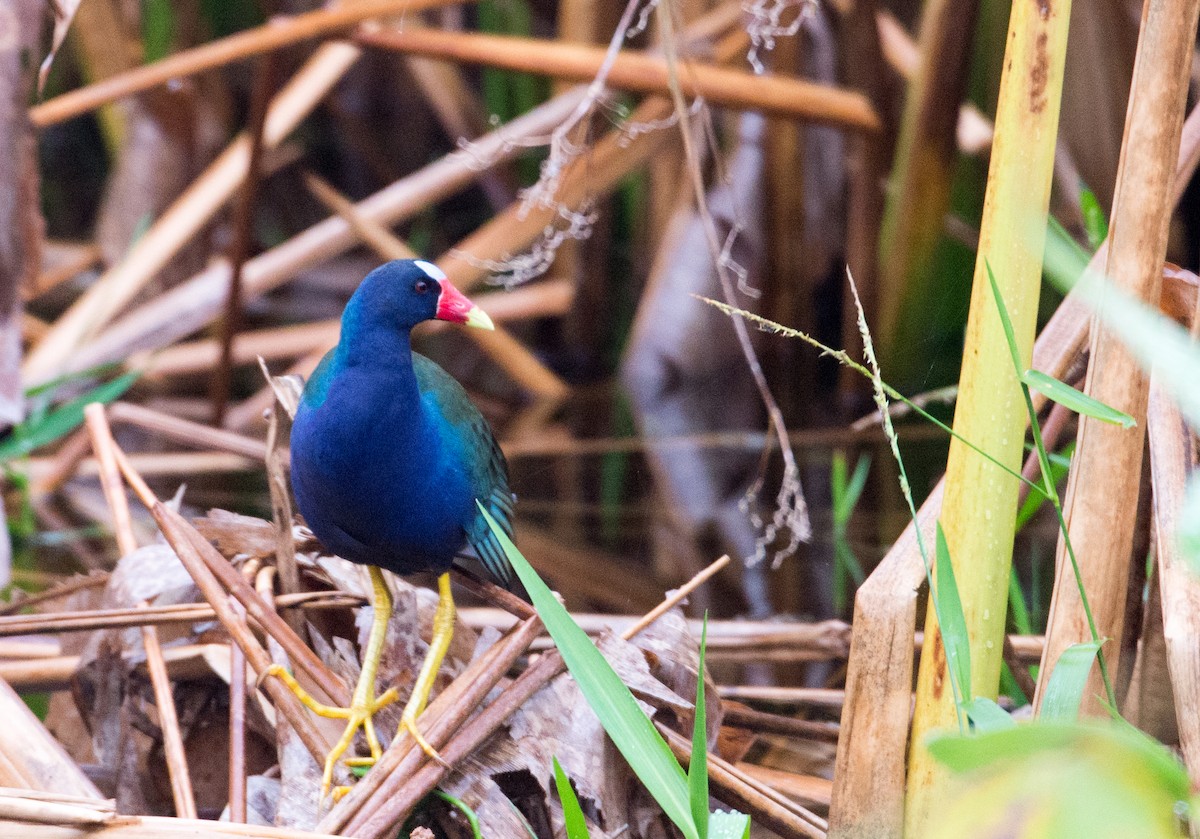 Purple Gallinule - Herb Elliott