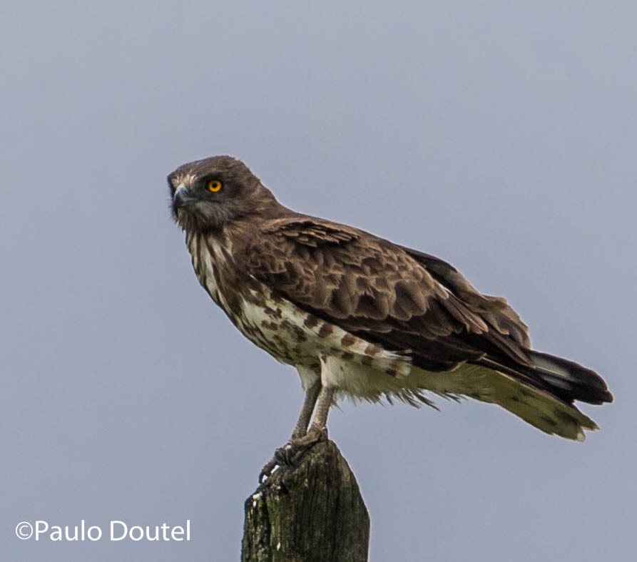 Short-toed Snake-Eagle - ML220895821