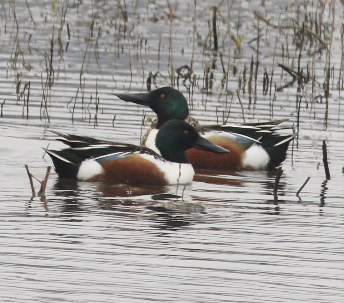 Northern Shoveler - Becky Lutz