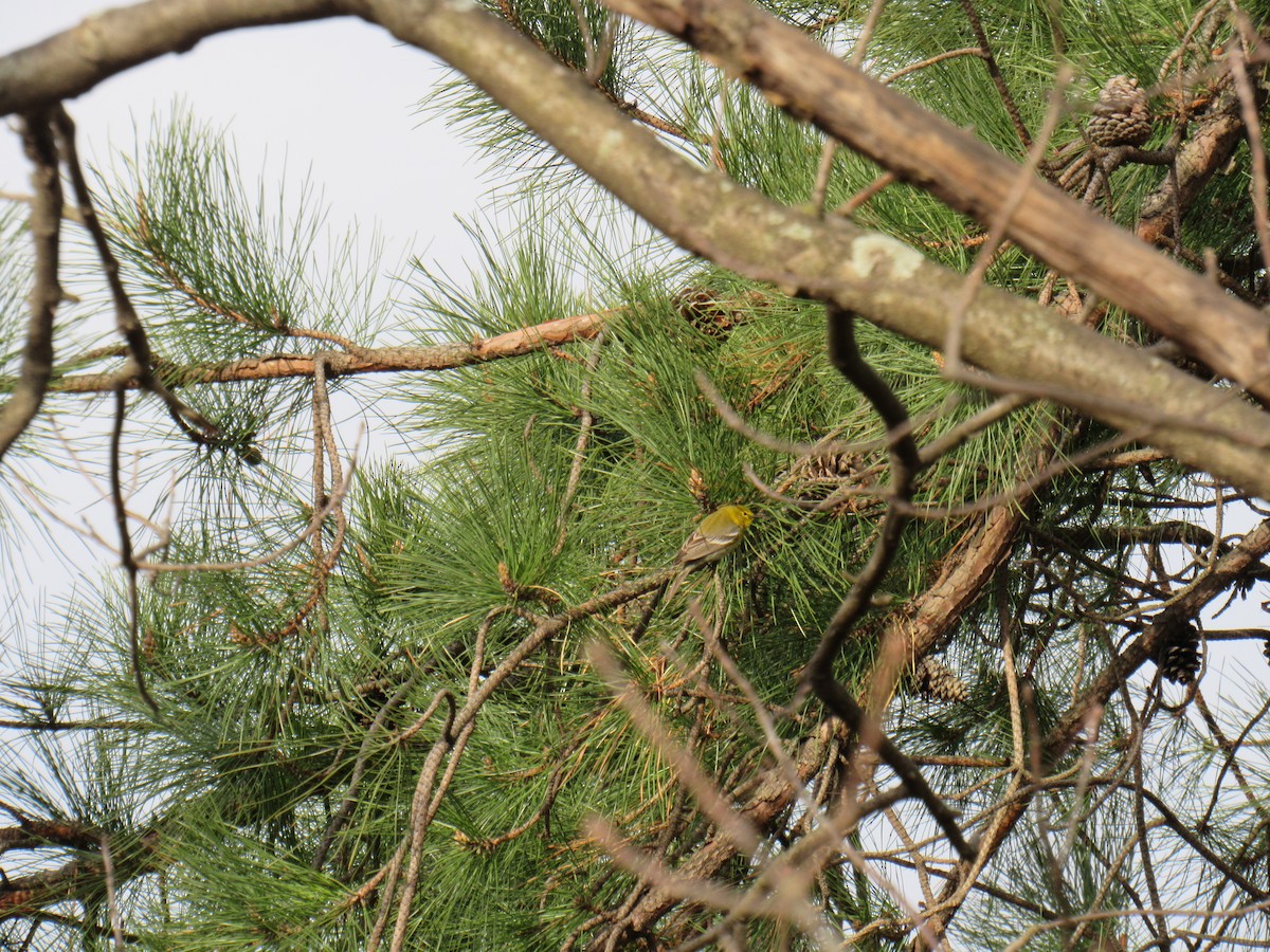 Pine Warbler - John Coyle