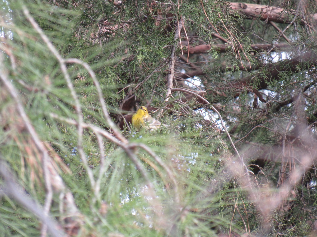 Pine Warbler - John Coyle