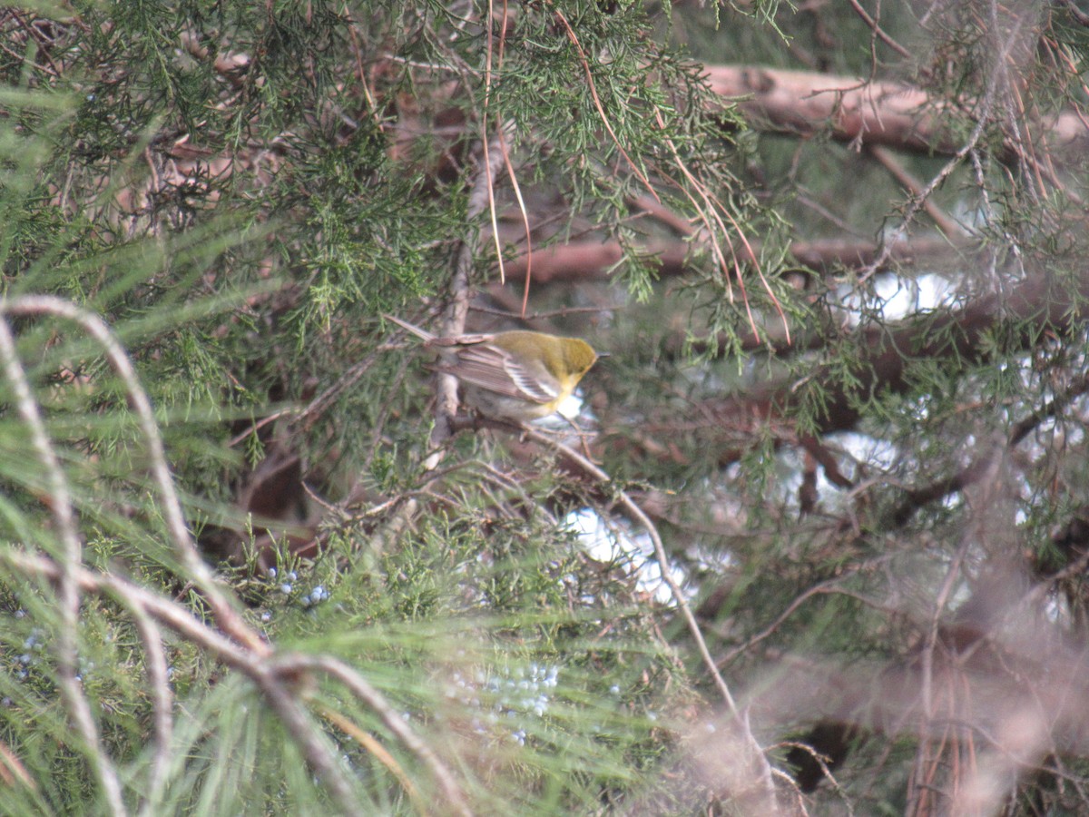 Pine Warbler - John Coyle