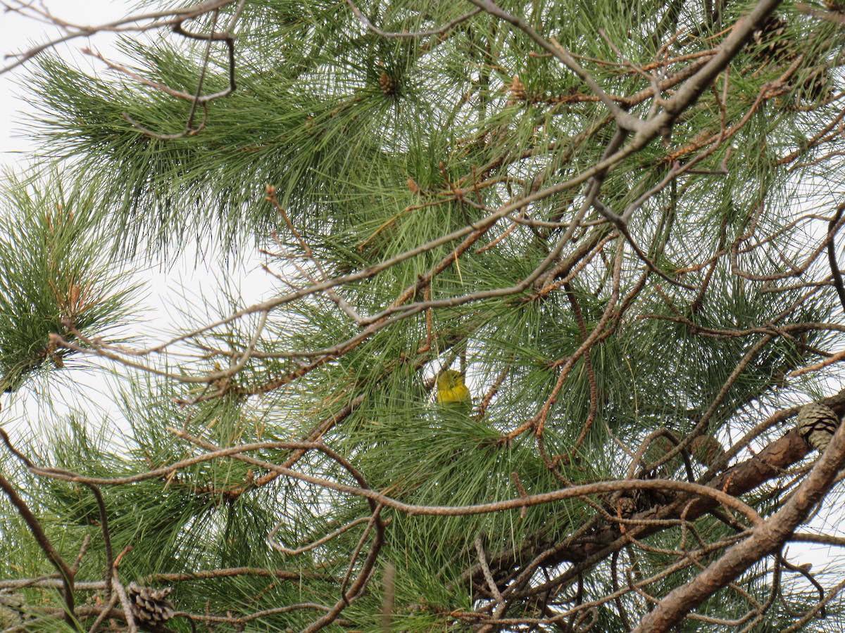 Pine Warbler - John Coyle