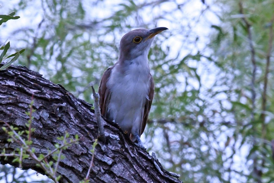 Yellow-billed Cuckoo - ML220901021