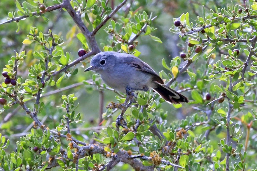 Black-tailed Gnatcatcher - ML220901141