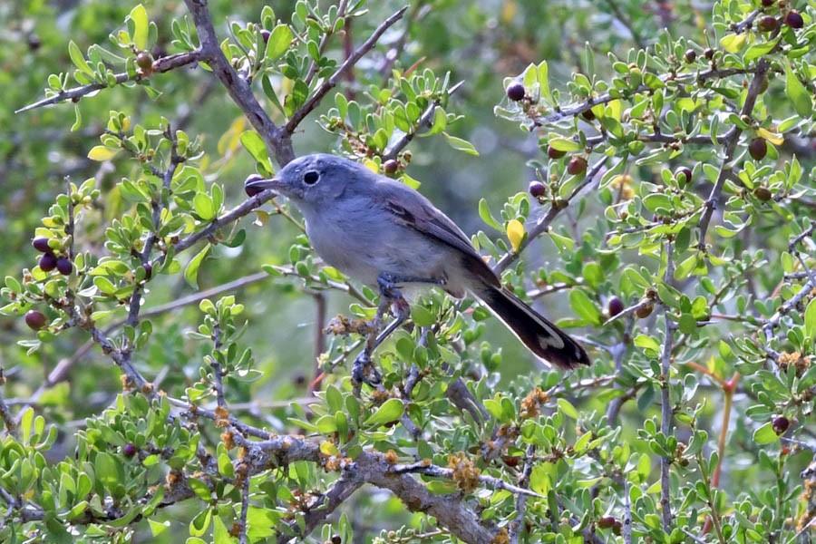 Black-tailed Gnatcatcher - ML220901161