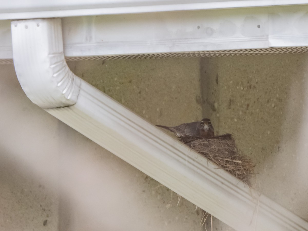 American Robin - ML220901431