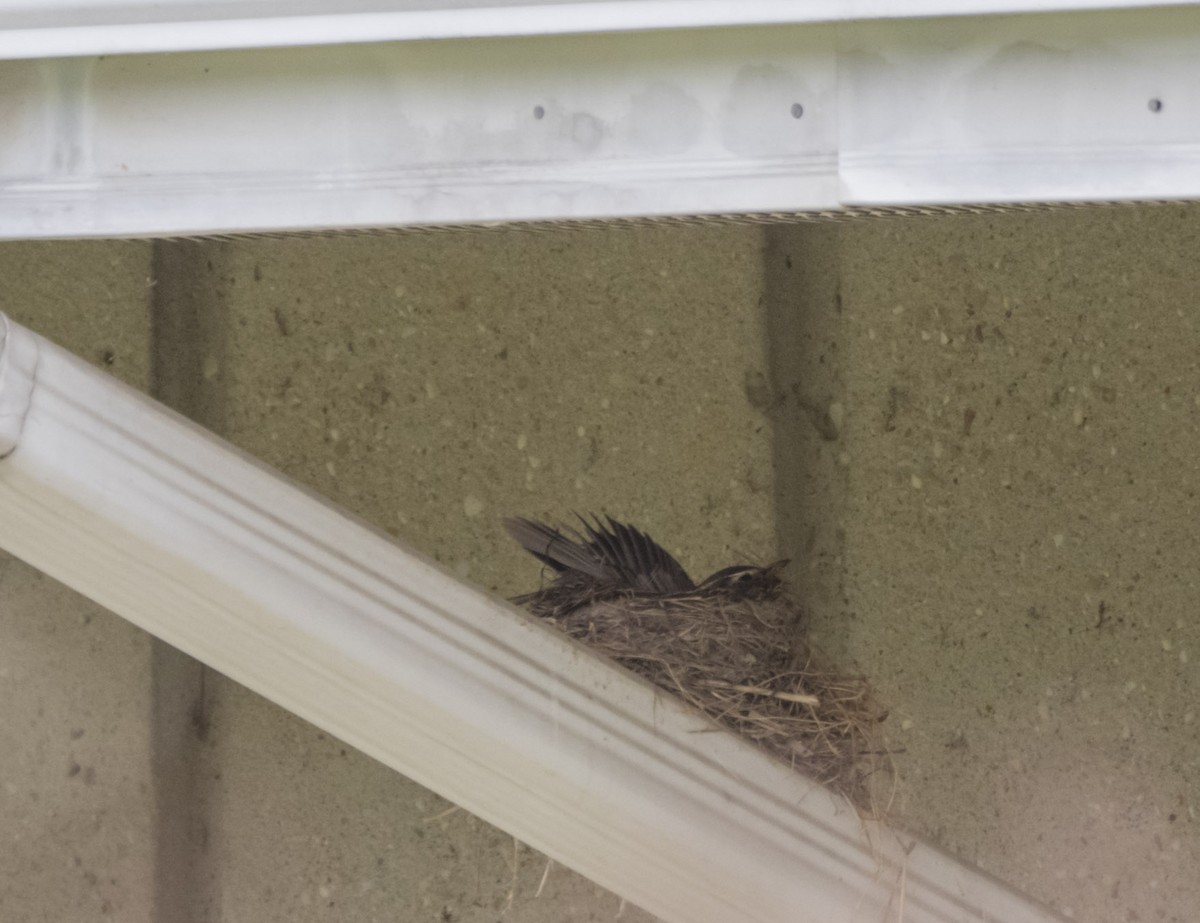 American Robin - ML220901441