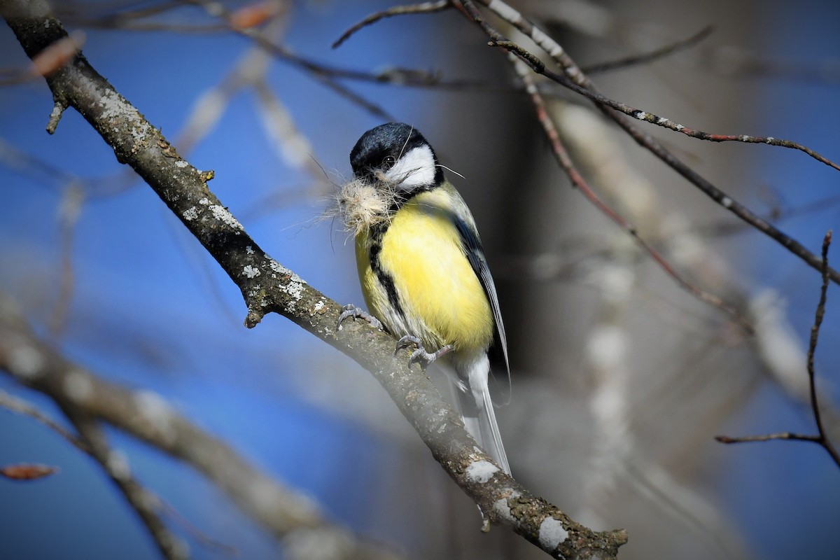 Great Tit - ML220901651