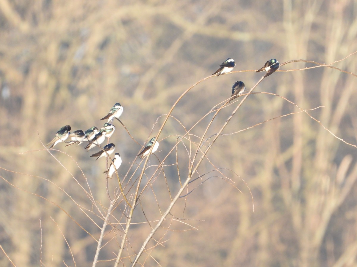 Tree Swallow - ML220902701