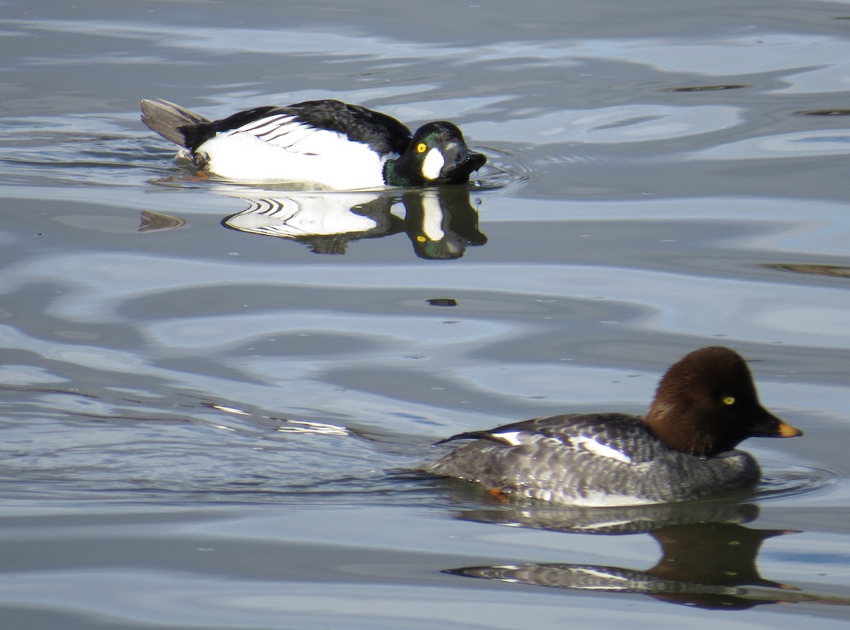 Common Goldeneye - Chris O'Connell