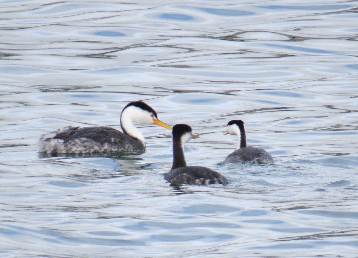 Clark's Grebe - ML22090341