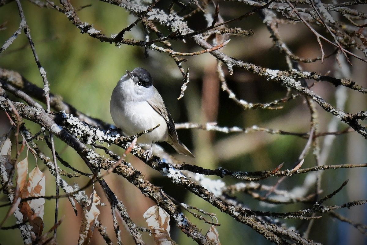 Eurasian Blackcap - ML220903551