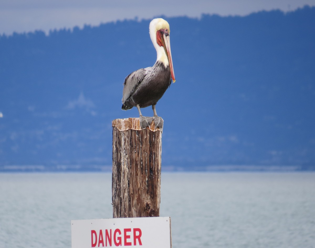 Brown Pelican - Chris O'Connell