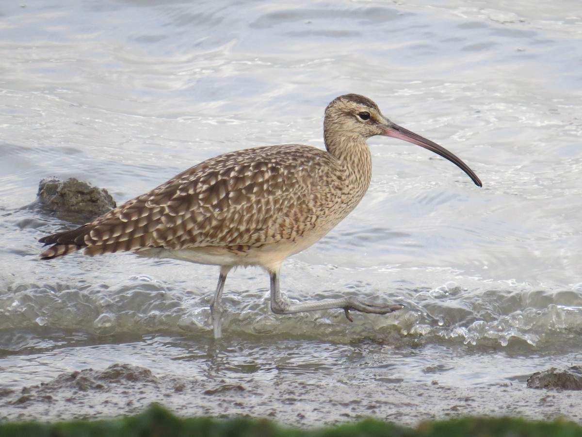 Whimbrel - Chris O'Connell