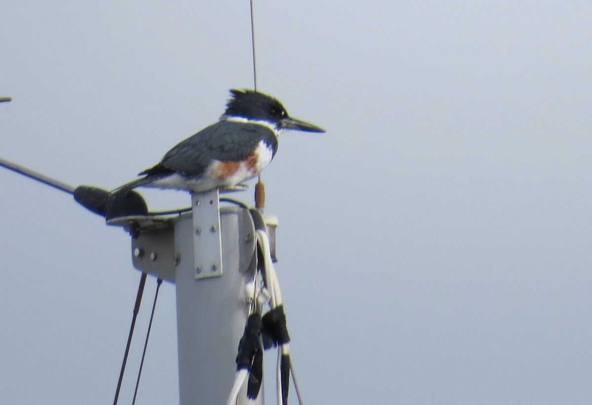 Belted Kingfisher - Chris O'Connell