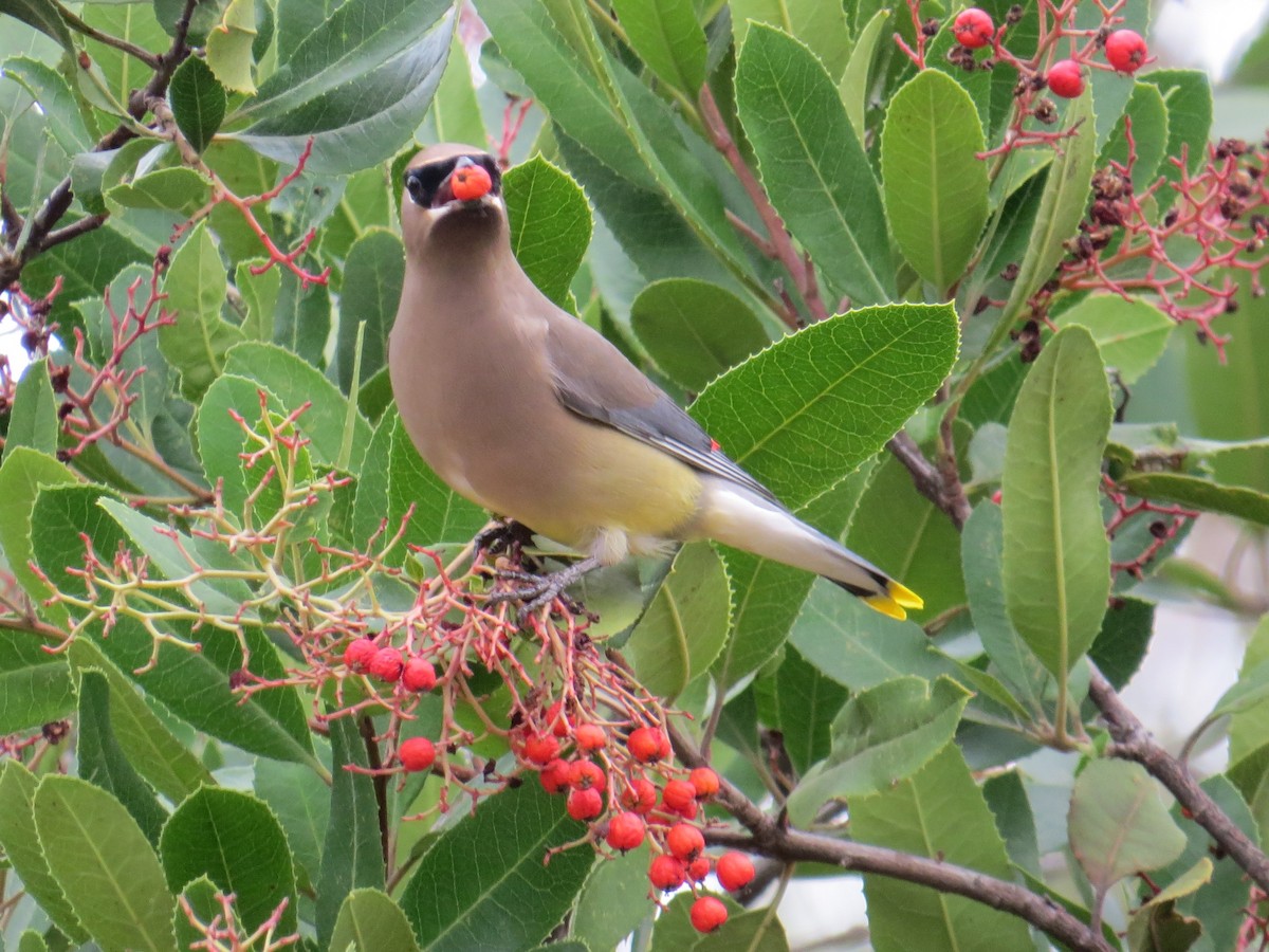 Cedar Waxwing - Chris O'Connell