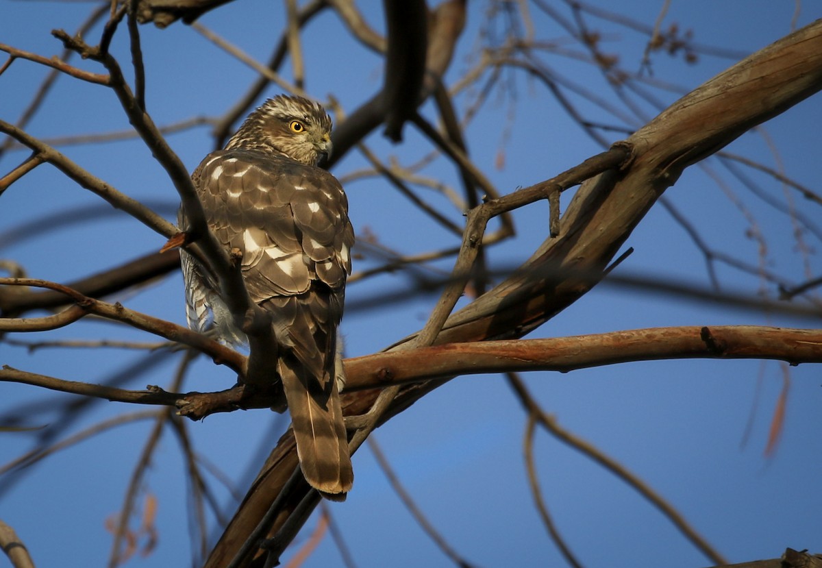 Eurasian Sparrowhawk - ML220905511