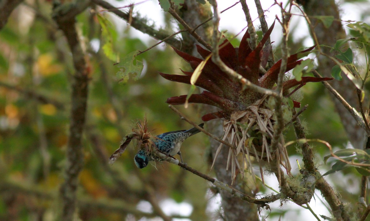 Beryl-spangled Tanager - ML22090881