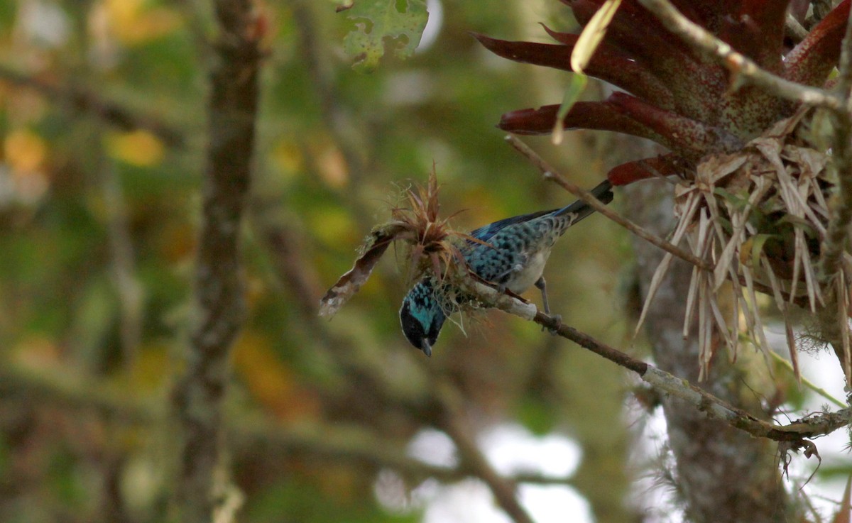 Beryl-spangled Tanager - ML22090891