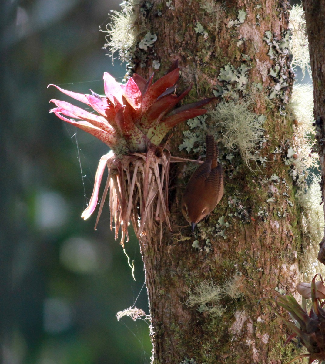 Mountain Wren - ML22090911