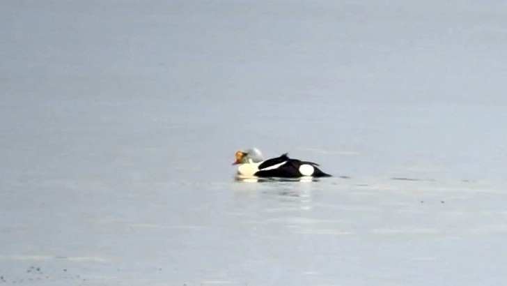 King Eider - ML220909471