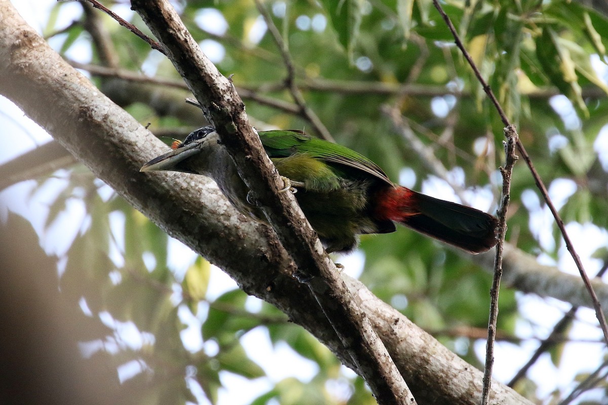 barbet červenořitý - ML220911351