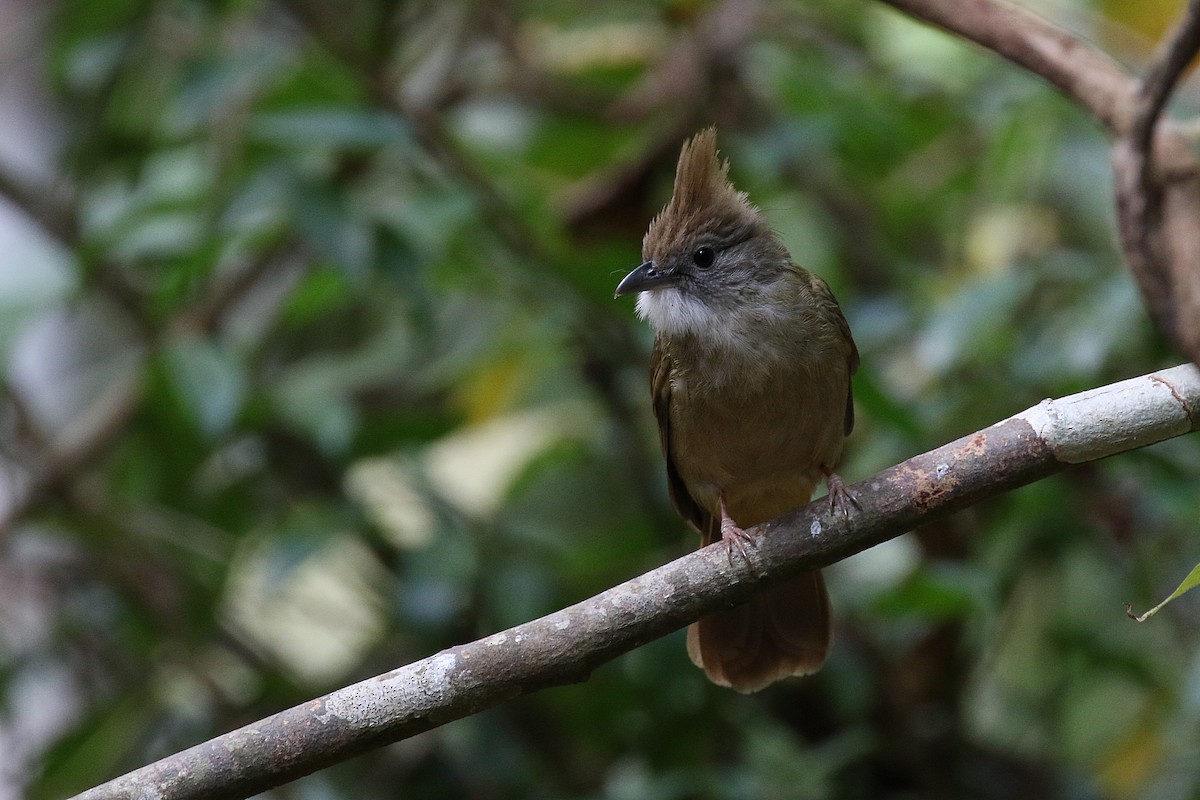 Ochraceous Bulbul - Laval Roy