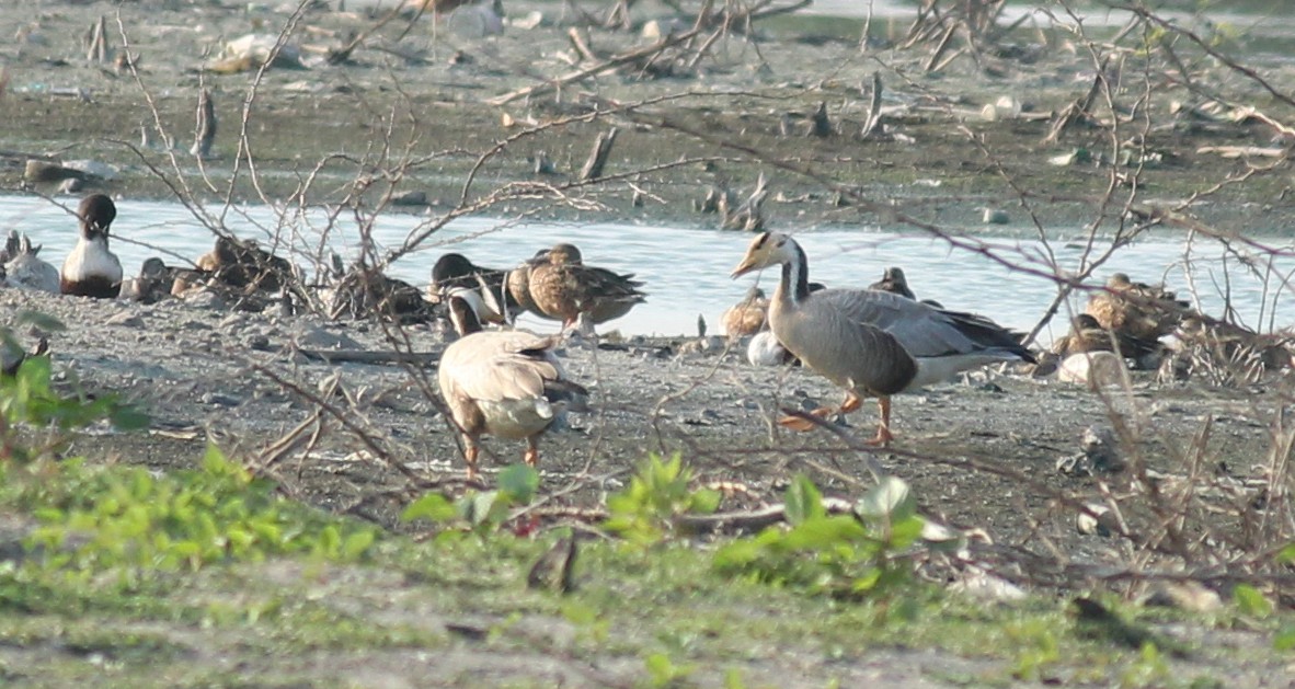 Bar-headed Goose - ML22091201