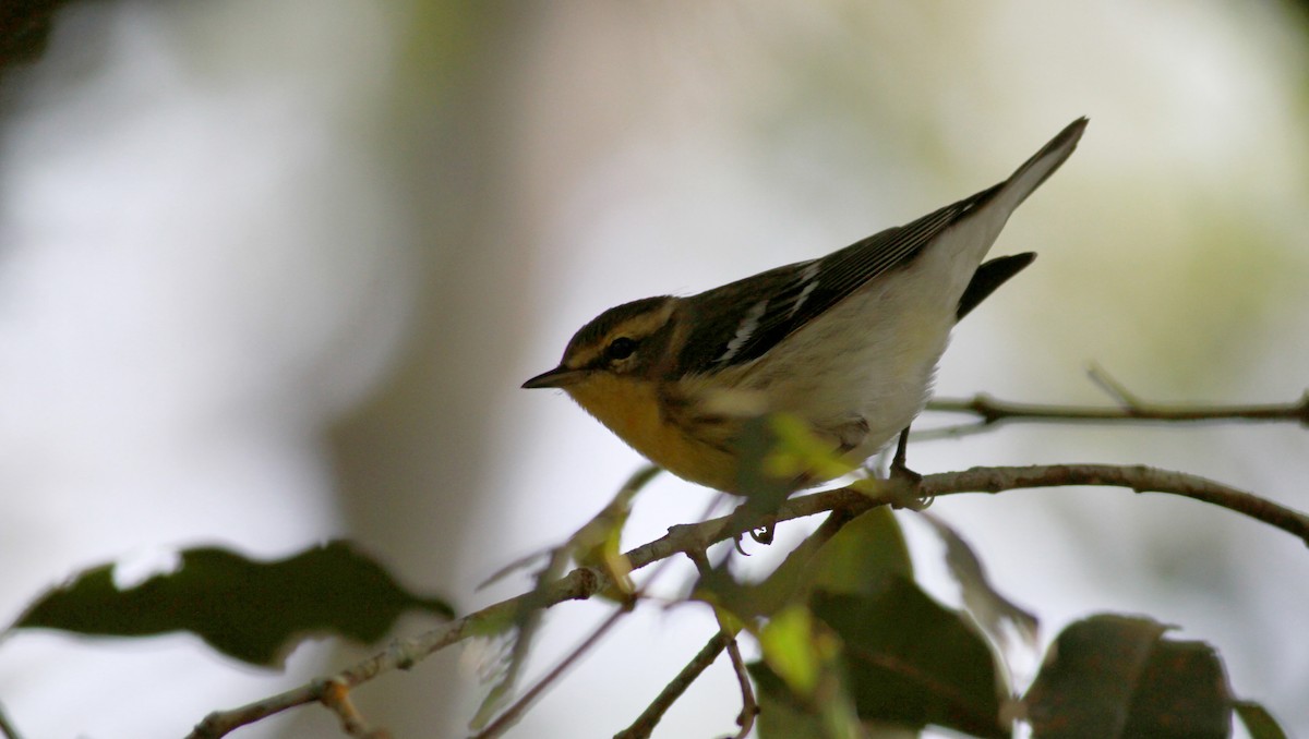 Blackburnian Warbler - ML22091221