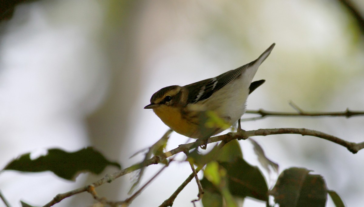 Blackburnian Warbler - ML22091251