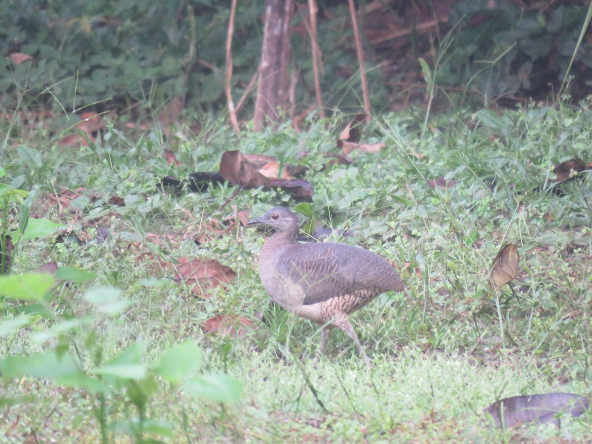 Undulated Tinamou - ML220912511