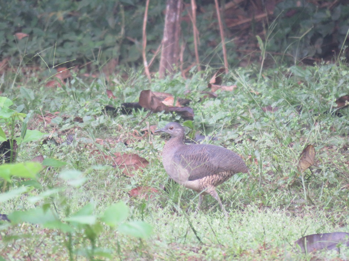 Undulated Tinamou - ML220912641