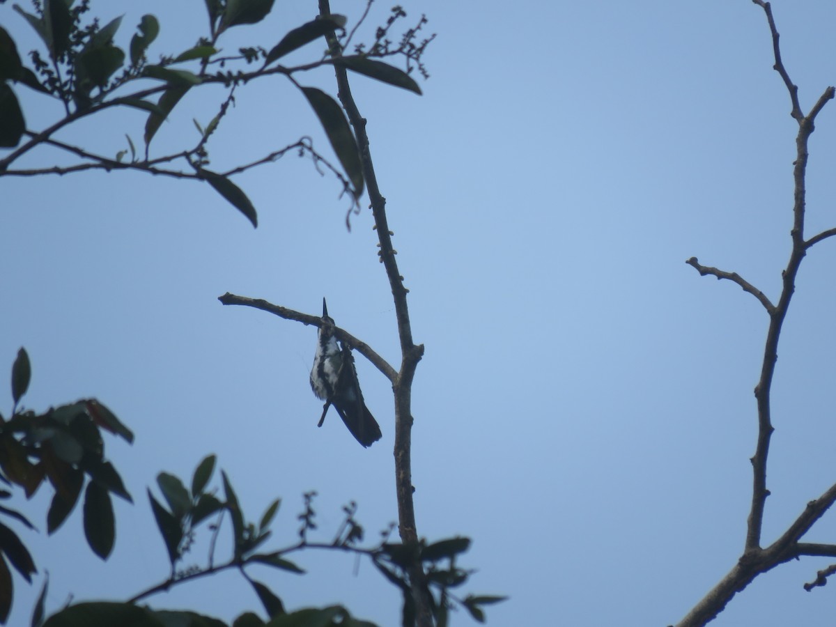 Black-throated Mango - Fernando Angulo - CORBIDI