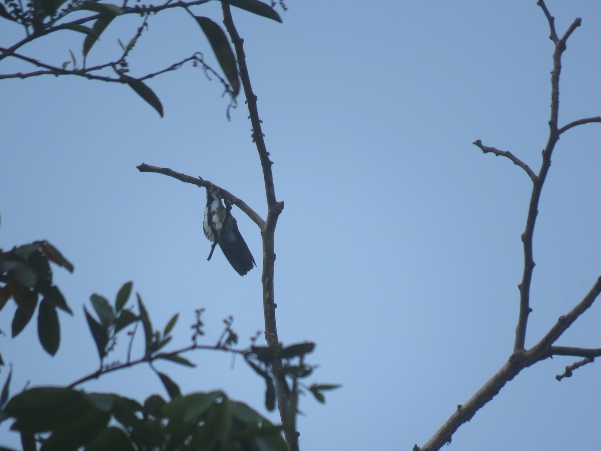 kolibřík tropický - ML220912751