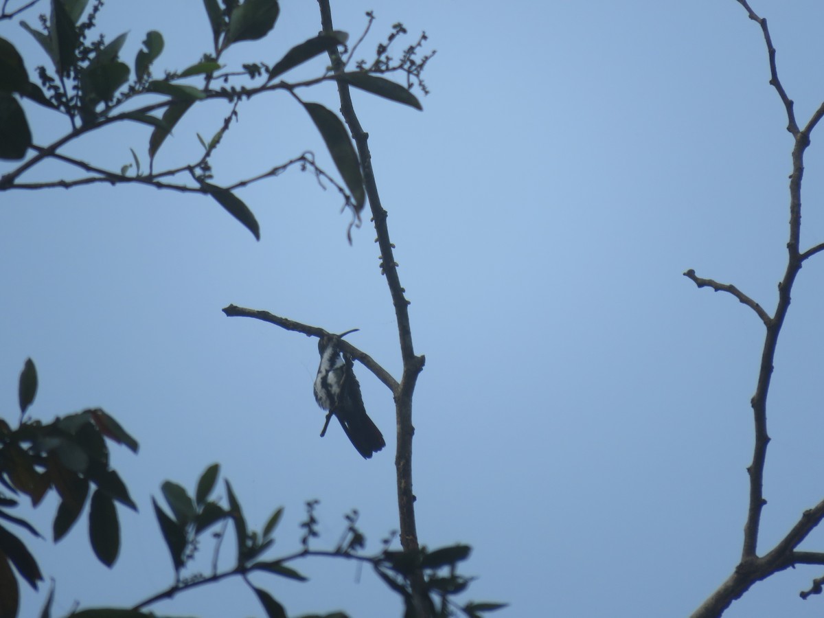 Black-throated Mango - ML220912781