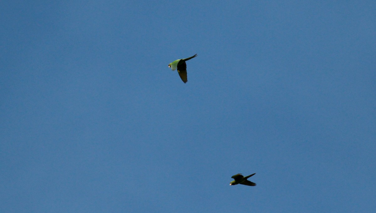 Scarlet-fronted Parakeet - ML22091281