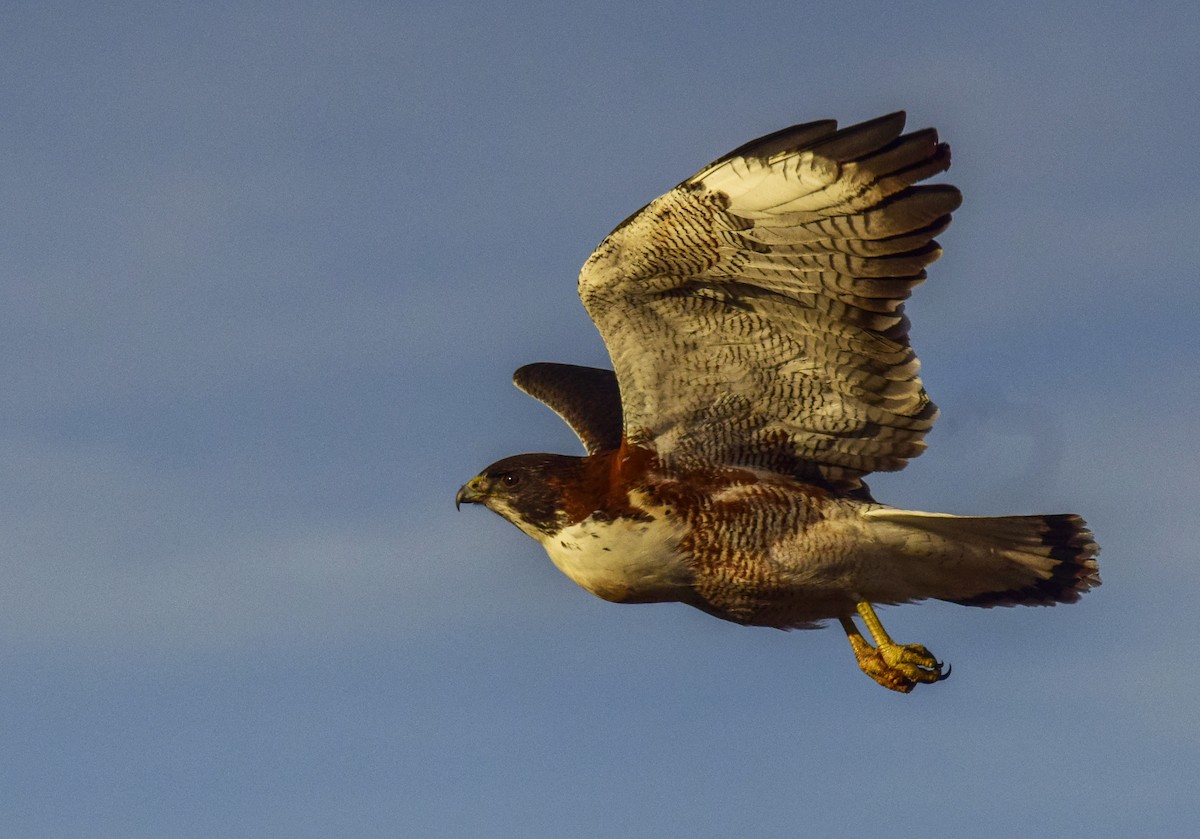 ML220912911 - Variable Hawk - Macaulay Library