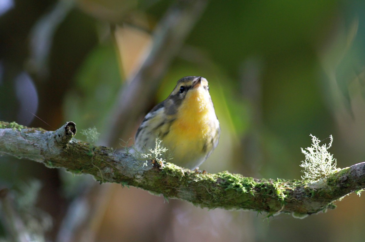 Blackburnian Warbler - ML22091371