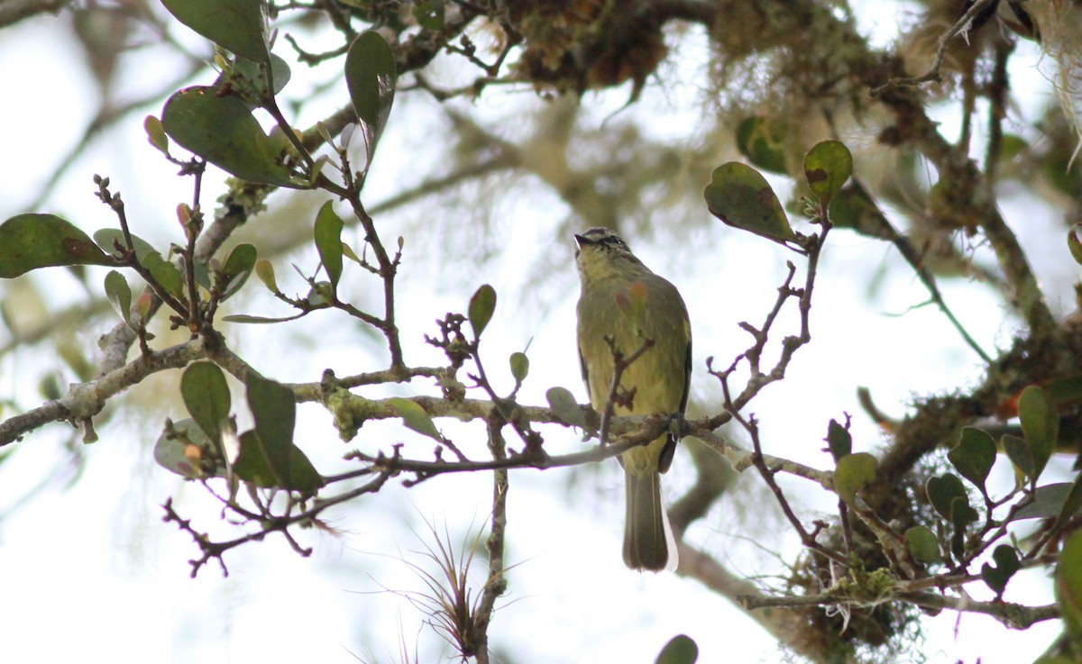 Spectacled Tyrannulet - ML22091391